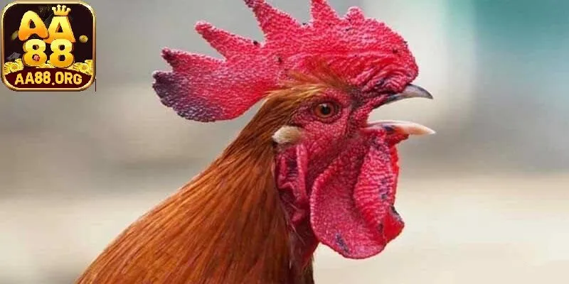 cách trị gà đá bị hóc