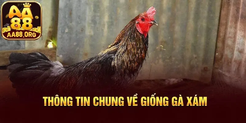 Gà xám mạng gì?