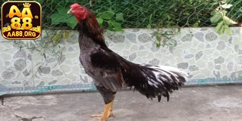 Gà xám mạng gì?