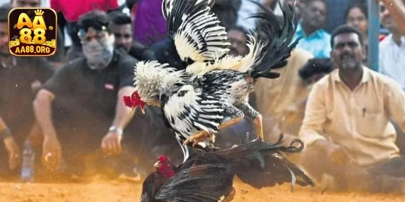 Đá gà